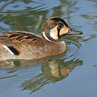 maschio, agosto - <a href=https://commons.wikimedia.org/wiki/File:Baikal_Teal_(Anas_formosa)_RWD3.jpg target=CC><font color=white>[photo credits]</font></a>
