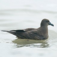 adulto, luglio - <a href=https://commons.wikimedia.org/wiki/File:Jouanin%27s_Petrel.jpg target=CC><font color=white>[photo credits]</font></a>