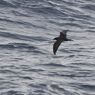 adulto, febbraio - <a href=https://commons.wikimedia.org/wiki/File:Jouanin%27s_Petrel_(5802638259).jpg target=CC><font color=white>[photo credits]</font></a>