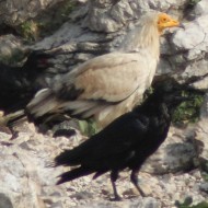 adulto con corvo imperiale, luglio