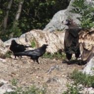 adulti con avvoltoio monaco, settembre