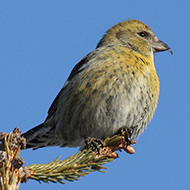 femmina, gennaio - <a href=https://commons.wikimedia.org/wiki/File:White-winged_Crossbill_-_female.jpg target=CC><font color=white>[photo credits]</font></a>