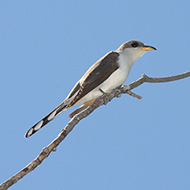 adulto, maggio - <a href=https://commons.wikimedia.org/wiki/File:Yellow-billed_Cuckoo_(Coccyzus_americanus)_(5822528612).jpg target=CC><font color=white>[photo credits]</font></a>