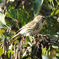 femmina(?) in abito invernale, Pastrengo (VR), 16.11.2013