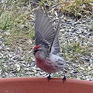 maschio in abito invernale, Spiazzi (VR), 10.03.2018