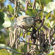 femmina(?) in abito invernale, Pastrengo (VR), 16.11.2013