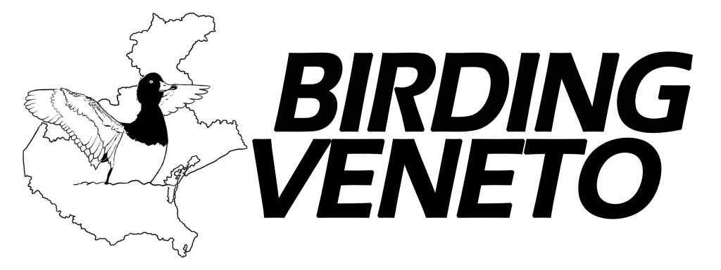 banner_bv.jpg