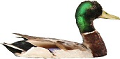 Anseriformi