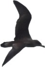 bermag.jpg