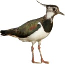 CARADRIFORMI