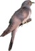 Cuculiformi