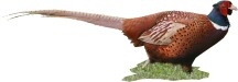 Galliformi
