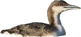 Gaviformi