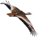 otidiformes.jpg