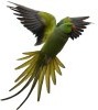 parrocc.jpg