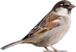 Passeriformi
