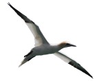 suliformes.jpg