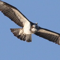Falco_pescatore_ricetrasmittente_volo_Valle_Vecchia_7_1_2016_0852_.jpg