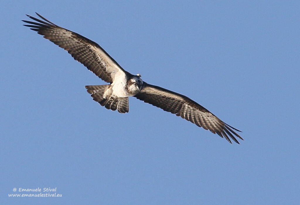 Falco_pescatore_ricetrasmittente_volo_Valle_Vecchia_7_1_2016_0852sf.jpg