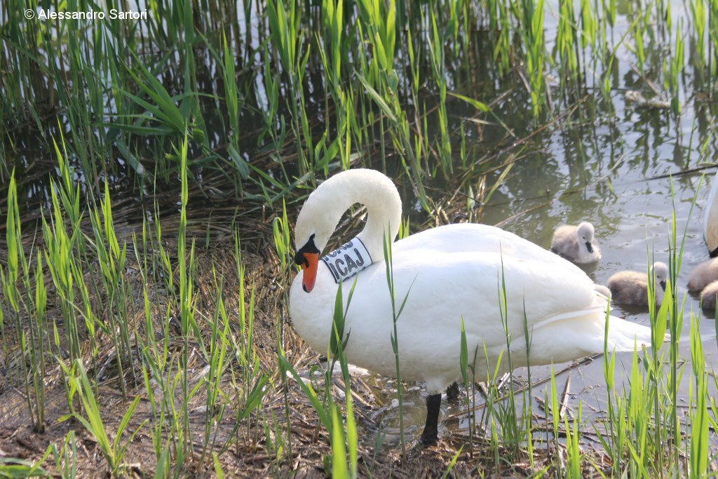 cigno_reale_as_011_.JPG