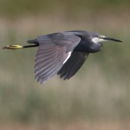 Airone_schistaceo_volo_Delta_del_Po_15_7_2017_8385_sf_.jpg
