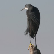 airone_schistaceo_Punta_Barene_21_12_2008_2713sf_.jpg