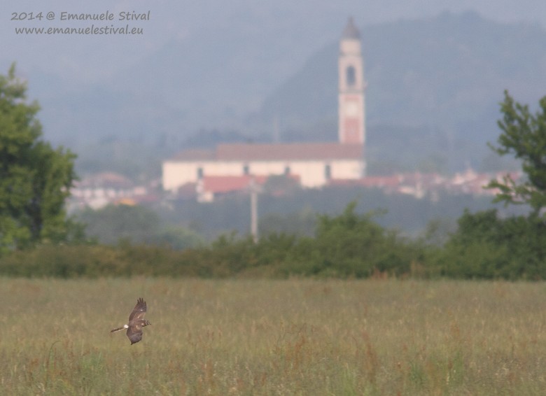 Albanella_pallida_volo_Dandolo_25_4_2014_9672_.JPG