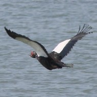 Anatra_muta_volo_Cavanella_d_Adige_28_5_2016_9336sf_.JPG