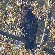 Aquila_anatraia_magg__09_04_2004_.jpg