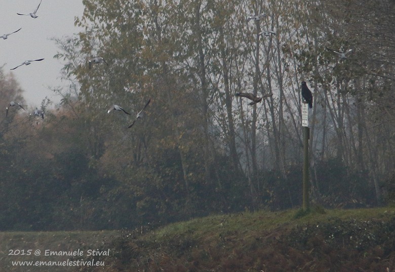 Aquila_anatraia_maggiore_Colombella_Poiana_Colombaccio_Cornacchia_grigia_Valle_Zignago_14_11_2015_2890_.JPG
