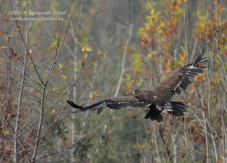 Aquila_anatraia_minore_rilascio_Valle_Vecchia_12_11_2010_8865_.jpg