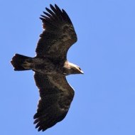 anatraia_minore_ms_.jpg