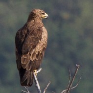 aquilaanatraiaminore_ago2013_02_.jpg