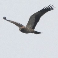 Aquila_minore_Taglio_della_Falce_15_12_2012_6661sf_.jpg