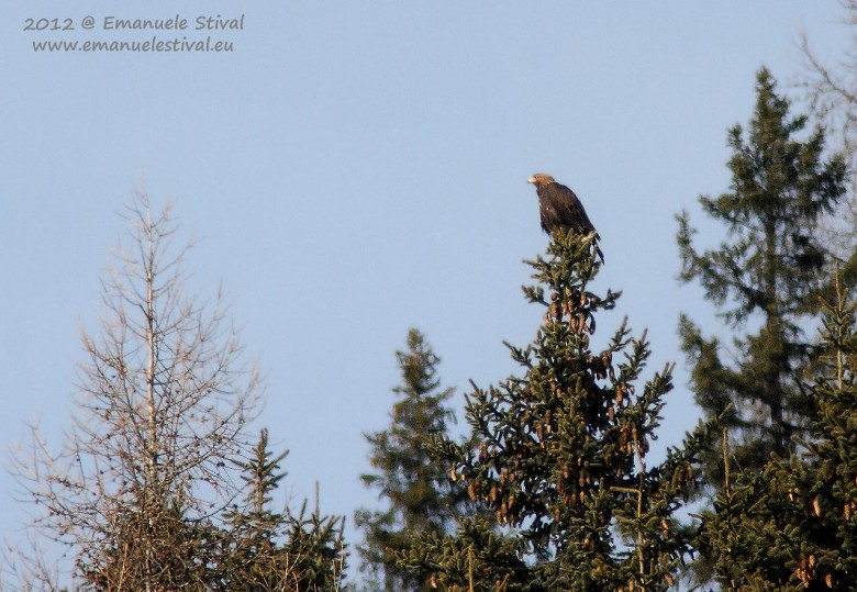 Aquila_reale_Cernadoi_29_12_2012_0362_.jpg