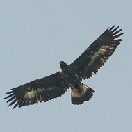 Aquila_reale_subad_28_08_2010_.jpg