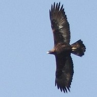 Aquila_reale_volo_Cernadoi_29_12_2012_0107sf_.jpg