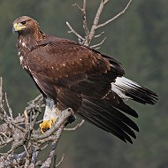aquila_reale_1339_.jpg