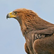aquila_reale_648_.jpg