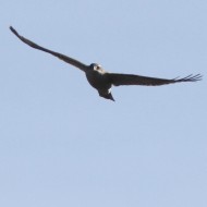 Astore_volo_Lovke_Slovenia_20_11_2011_9264sf_.jpg