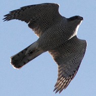Astore_volo_Lovke_Slovenia_20_11_2011_9269sf2_.jpg