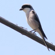 Averla_cenerina_Comacchio_nord_27_6_2015_7599sf_.JPG