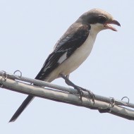 Averla_cenerina_juv_Muzzane_14_8_2015_7987sf_.JPG