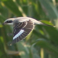 Averla_cenerina_volo_Muzzane_14_8_2015_6445sf_.JPG