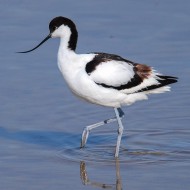 Avocetta_01_06_2009_.jpg