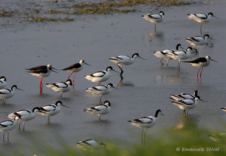 Avocetta_Cavaliere_d_Italia_Valle_Bagliona_25_4_2008_6187_.jpg