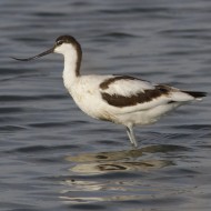 Avocetta_Comacchio_Saline_18_8_2010_3269sf_.jpg