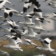 Avocetta_Garzetta_volo_Cervia_saline_23_9_2011_9344sf_.jpg