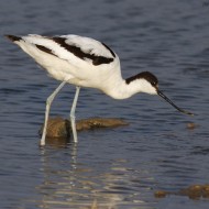 Avocetta_Vallesina_16_12_2007_6922sf.jpg