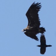 Avvoltoio_monaco_Corvo_imperiale_volo_Cornino_8_9_2012_6216sf_.jpg